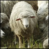 Lamb or Kid?